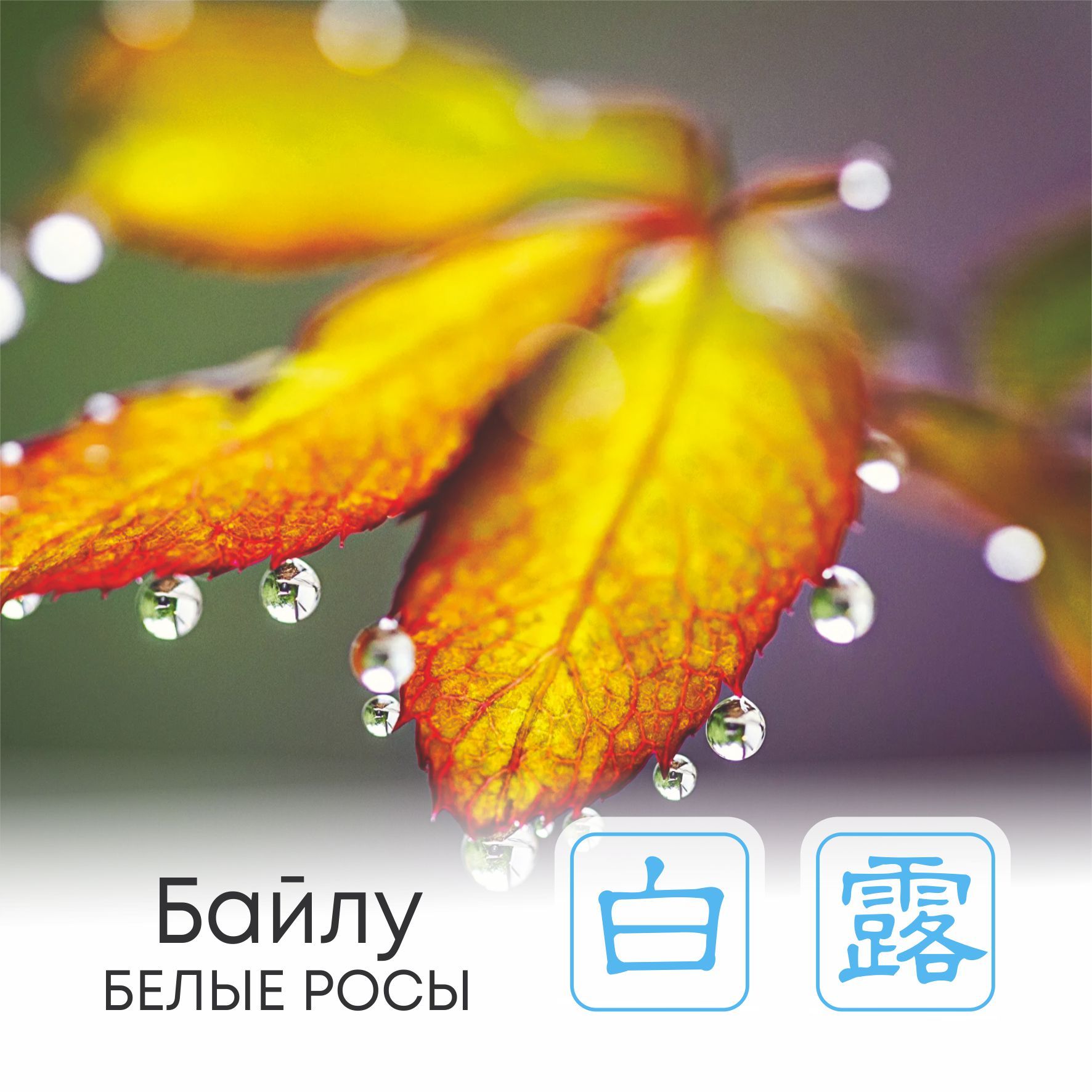  Сезон Байлу, или Белые росы   