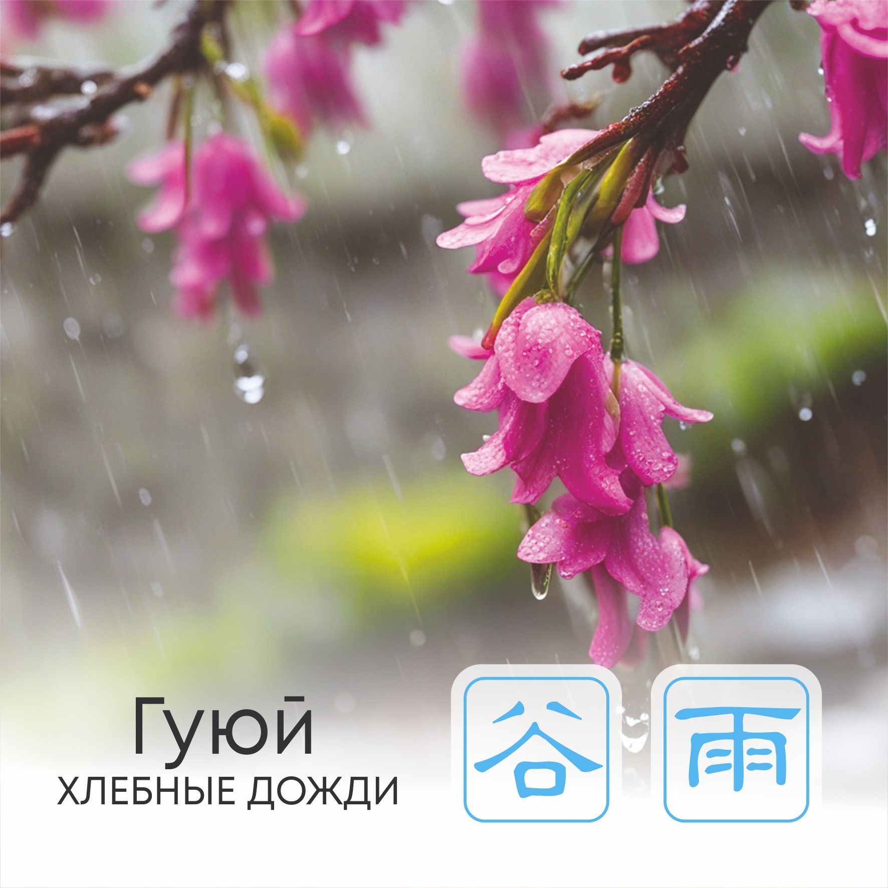  Сезон Гуюй, или Хлебные дожди 