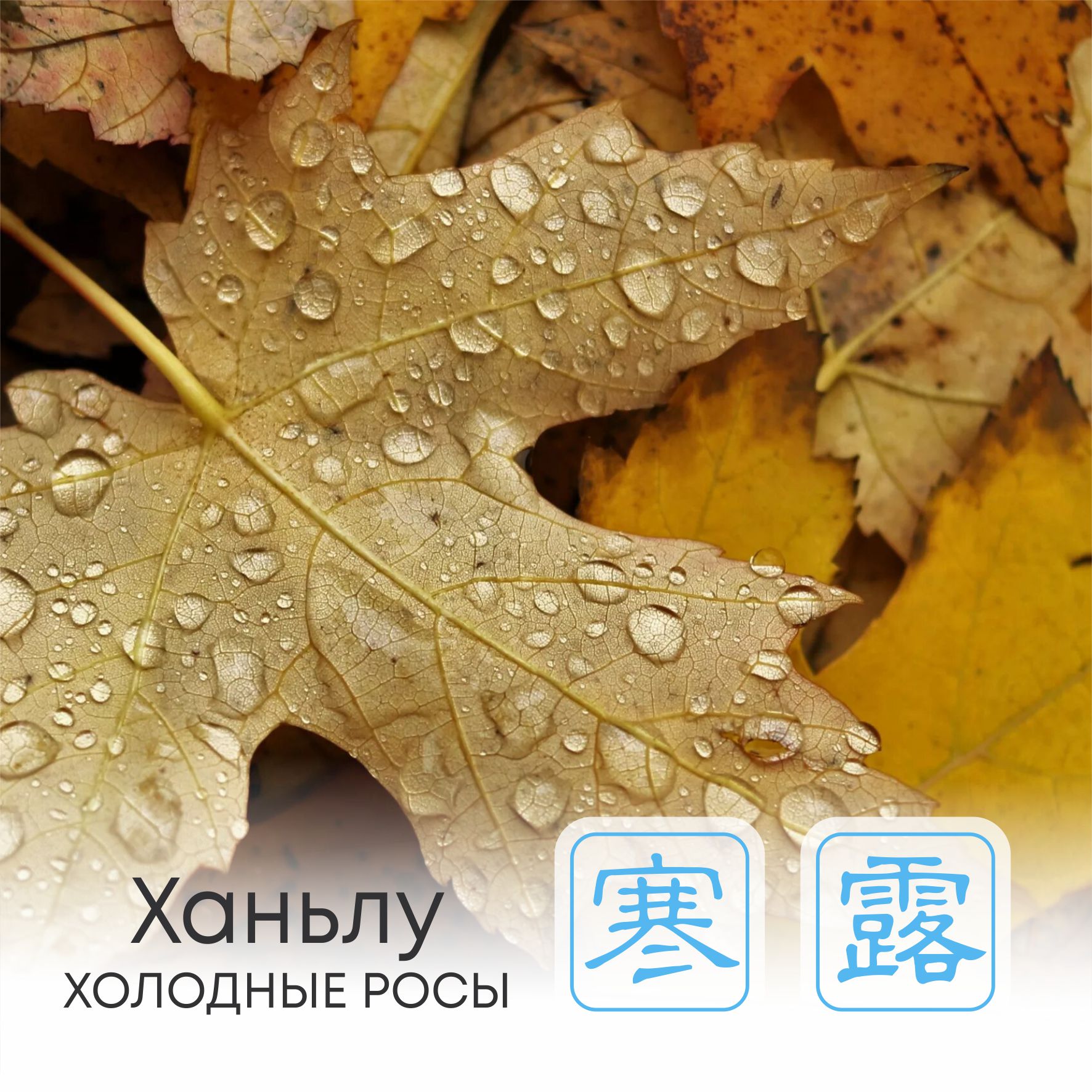  Сезон Ханьлу, или Холодные росы   
