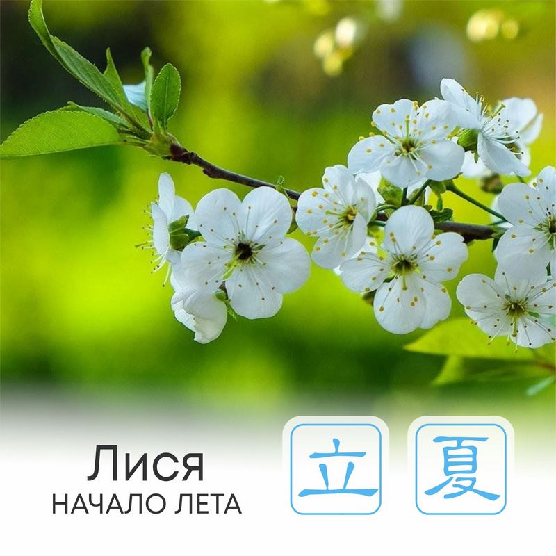  Сезон Лися, или Начало лета 