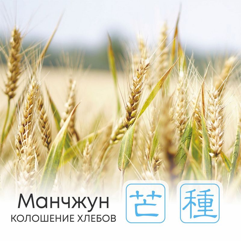  Сезон Манчжун, или Колошение хлебов