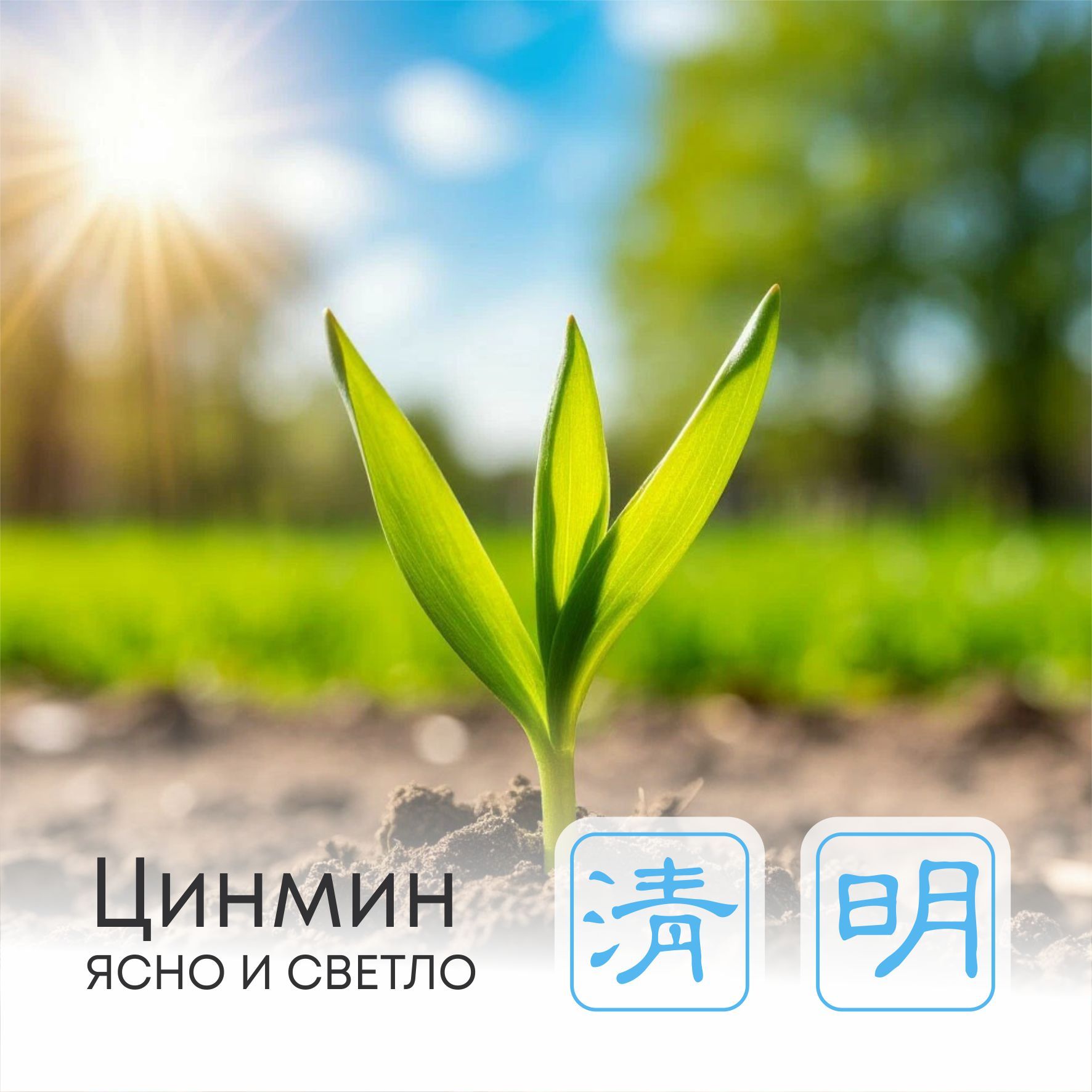 Сезон Цинмин, или Ясно и светло 