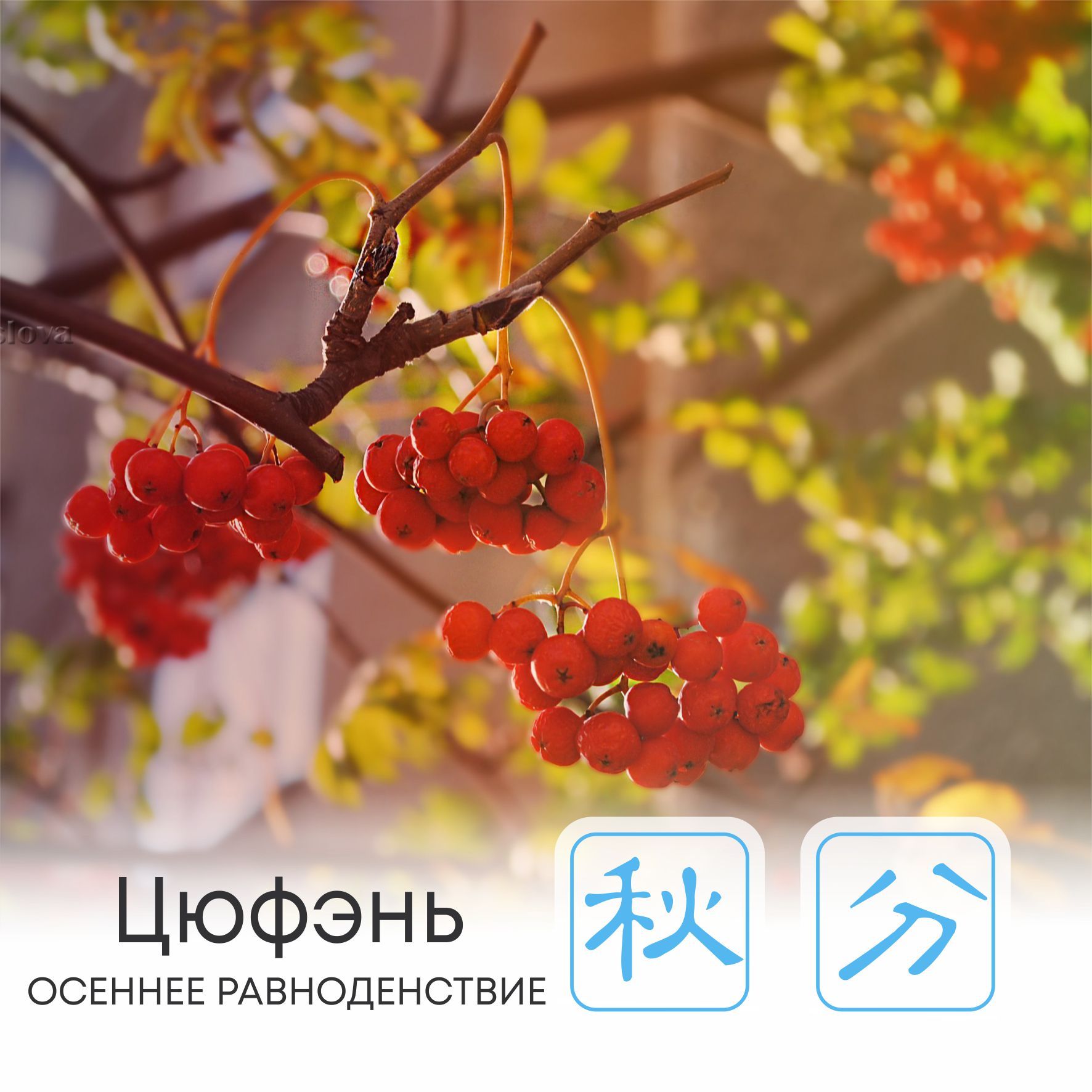  Сезон Цюфэнь, или Осеннее равноденствие  
