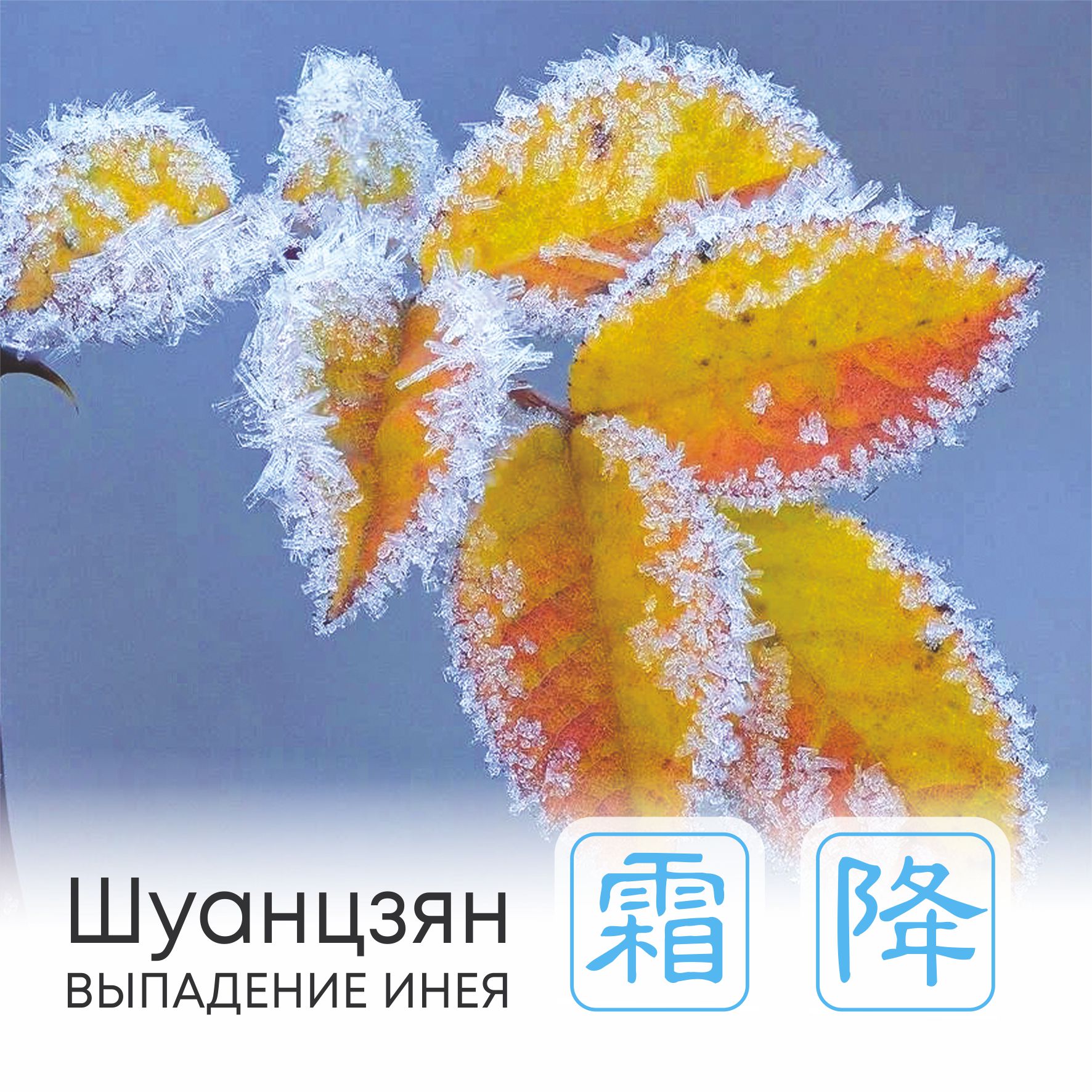  Сезон Шуанцзян, или Выпадение инея 