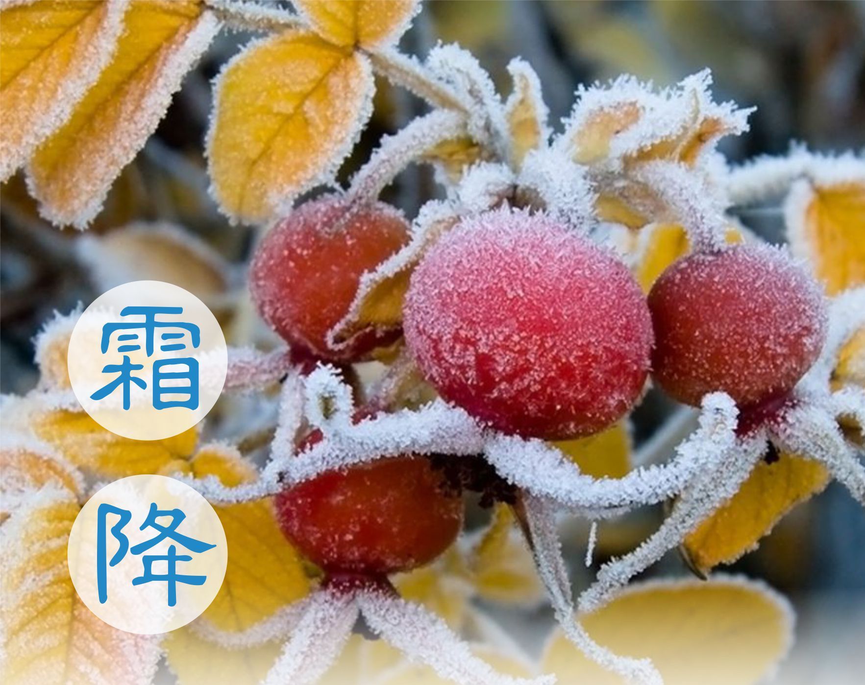 Сезон Шуанцзян, или Выпадение инея