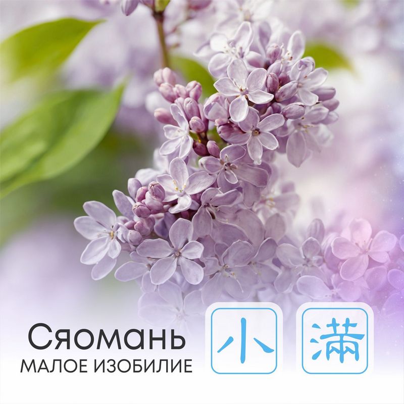  Сезон Сяомань, или Малое изобилие 