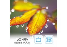  Сезон Байлу, или Белые росы   