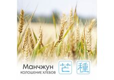  Сезон Манчжун, или Колошение хлебов